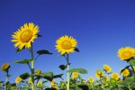 CWi Technical Ltd - Equipment for plant and soil studies