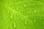 Soil and Plant studies equipment and service for scientists